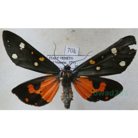 Callimorpha dominula (Linnaeus, 1758) Krasopani poziomkówka Italy70k